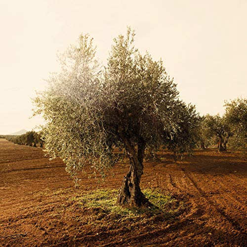 Spanisches Olivenöl ART OF OIL Olivenöl Bio von ORIGINAL, 500ml