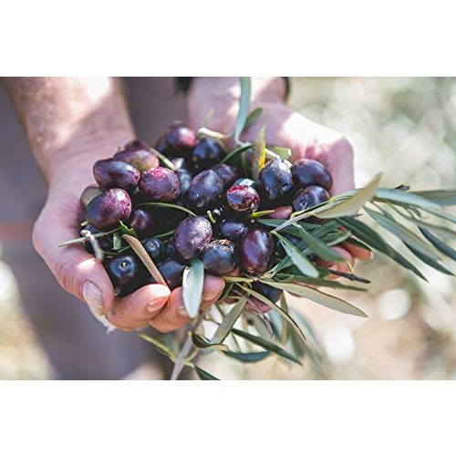 Spanisches Olivenöl Gold der Extremadura Bio Olivenöl Nativ Extra
