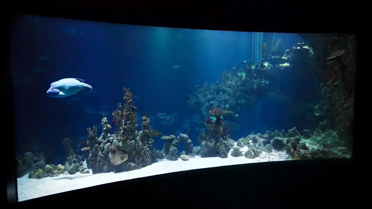 Aquarium-Heizung Aquarium-Heizung