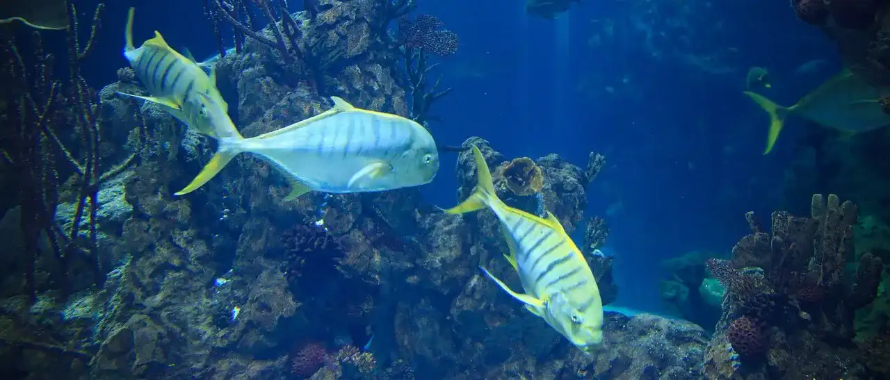 Aquarium-Heizung Aquarium-Heizung