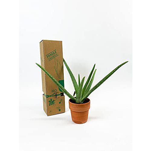 Aloe-vera-Pflanze BAKKER 2x Aloe vera Pflanze inkl. Ziertöpfen