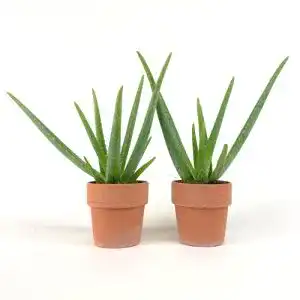Aloe-vera-Pflanze BAKKER 2x Aloe vera Pflanze inkl. Ziertöpfen
