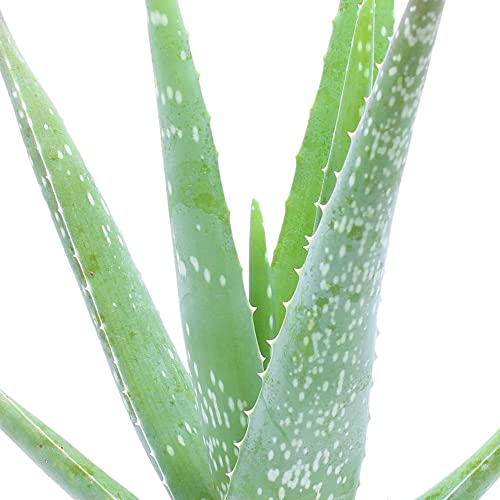 Aloe-vera-Pflanze BAKKER Aloe Vera Pflanze Höhe 25-30cm