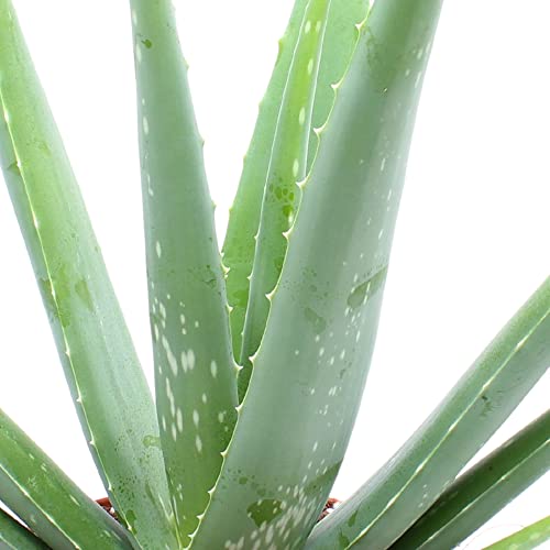 Aloe-vera-Pflanze BAKKER Aloe Vera Pflanze Höhe 25-30cm