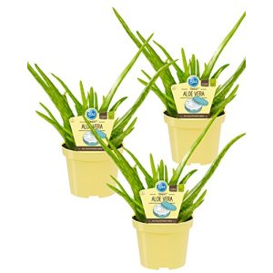 Aloe-vera-Pflanze unsere-gaertnerei-mueller Bio Aloe Vera Sweet