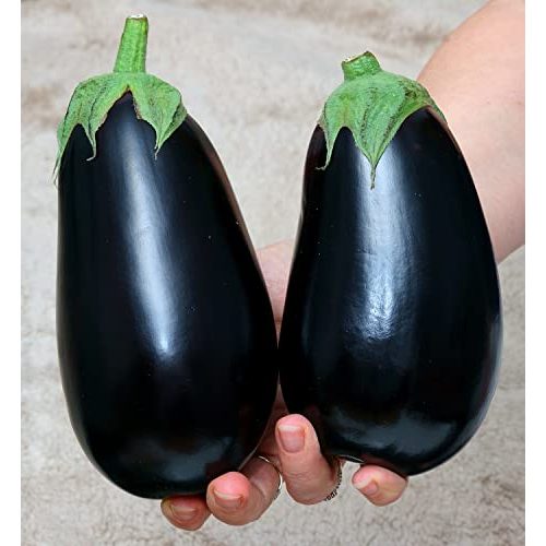 Die beste auberginen samen samen schenker aubergine black beauty Bestsleller kaufen