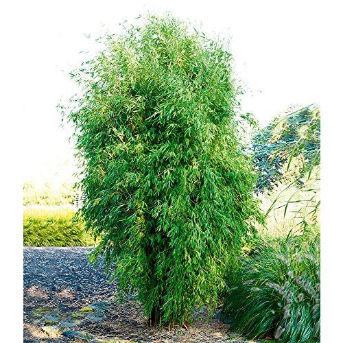 Die beste bambus pflanze baldur garten gmbh saeulenfoermig obelisk Bestsleller kaufen