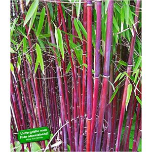 Bambus-Pflanze BALDUR Garten Roter Bambus ‘Chinese Wonder’