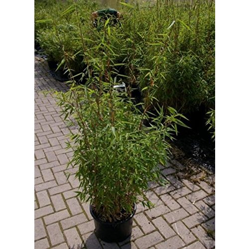 Bambus-Pflanze Baumschule Pflanzenvielfalt Fargesia murielae