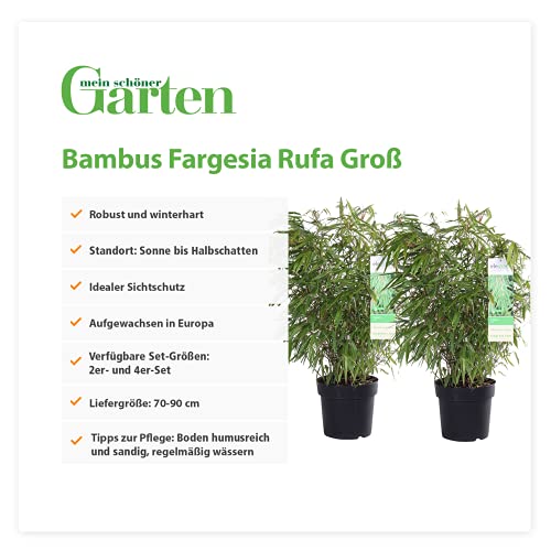 Bambus-Pflanze mein schöner Garten Bambus Fargesia Rufa, 2er