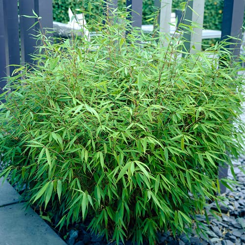 Bambus-Pflanze mein schöner Garten Bambus Fargesia Rufa, 2er
