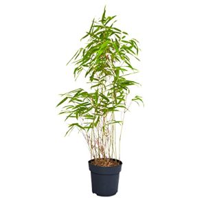 Bambus-Pflanze
