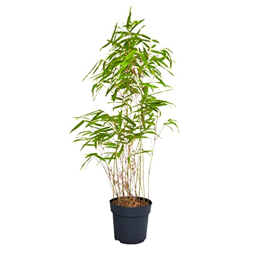 Die beste bambus pflanze plant natures bambus fargesia rufa topf Bestsleller kaufen
