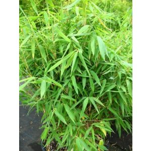 Bambus-Pflanze Plantenwelt Wiesmoor Bambus China Rohrgras