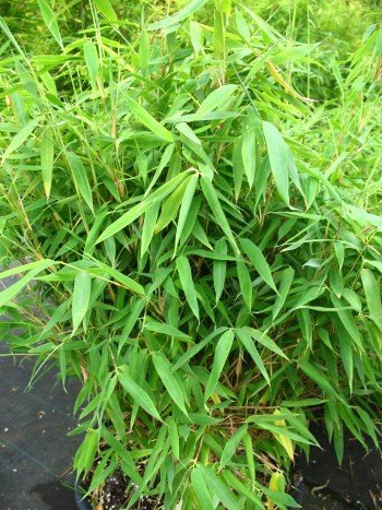 Die beste bambus pflanze plantenwelt wiesmoor bambus china rohrgras Bestsleller kaufen