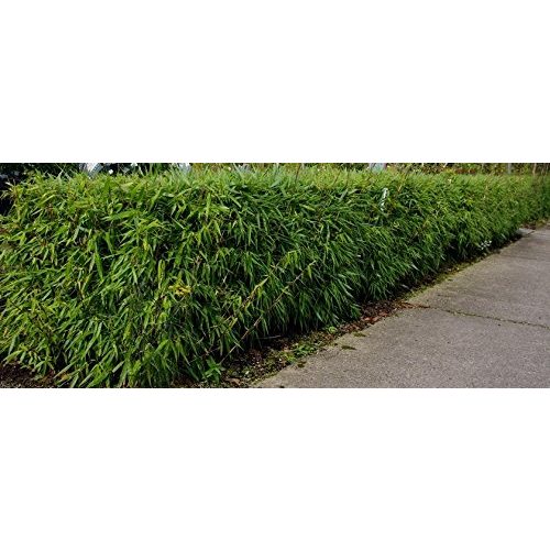 Bambus-Pflanze Stauden Gänge 1 x Fargesia murielae ‚Dino‘