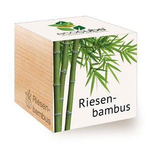 Bambus-Samen Feel Green 296534 Ecocube Riesenbambus