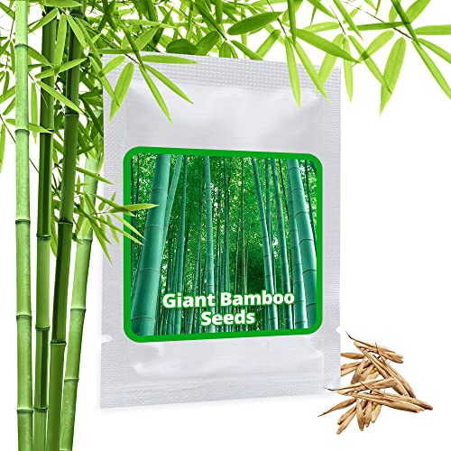 Die beste bambus samen magic of nature riesenbambus ca 60 samen Bestsleller kaufen