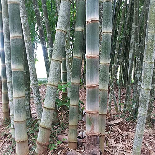 Die beste bambus samen saatgut 50 samen riesen bambus gigante Bestsleller kaufen