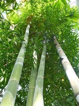 Bambus-Samen Tropica, Gräser und Bambus, Riesenbambus