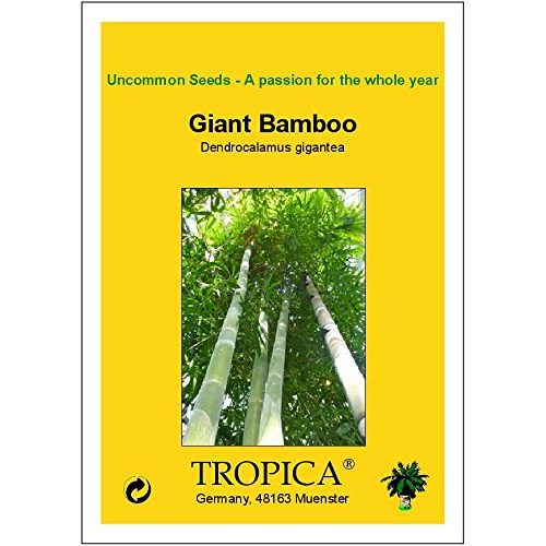 Bambus-Samen Tropica, Gräser und Bambus, Riesenbambus