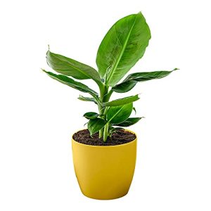 Bananenpflanze BAKKER Musa “Oriental Dwarf” inkl. Ziertopf