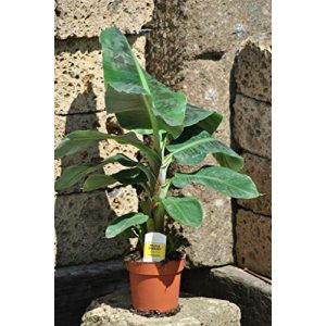Bananenpflanze botanicly, Fruchtbanane, Musa Dwarf, ca.80cm