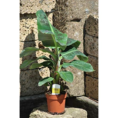Die beste bananenpflanze botanicly fruchtbanane musa dwarf ca 80cm Bestsleller kaufen