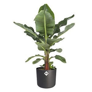 Bananenpflanze botanicly, in zylindrischen Übertopf, Höhe: 75 cm
