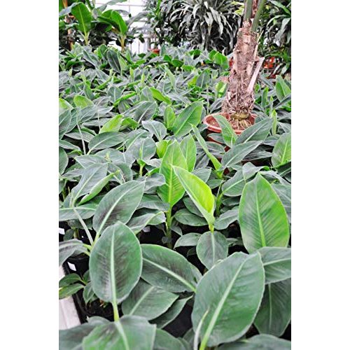 Bananenpflanze botanicly Palmenmann, Zwerg-Essbanane