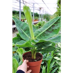 Bananenpflanze botanicly Palmenmann, Zwerg-Essbanane