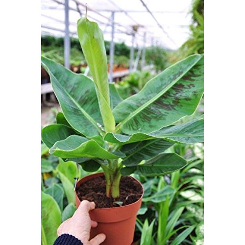 Die beste bananenpflanze botanicly palmenmann zwerg essbanane Bestsleller kaufen
