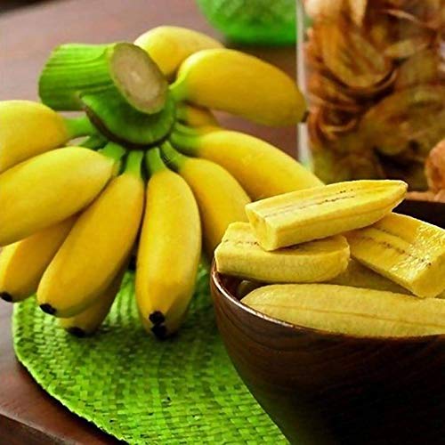 Die beste bananensamen benoon 1 beutel suesse samen mit hoher keimrate Bestsleller kaufen