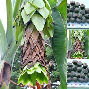 Bananensamen tropical-seeds Musa Ensete glaucum, 10 Samen