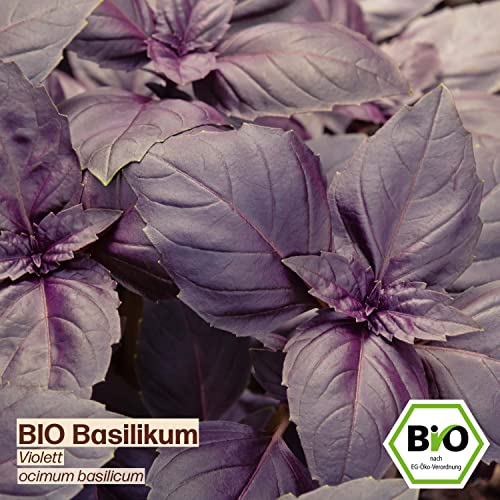 Basilikum-Samen Samenliebe, alte Sorte Violett, 500 Samen