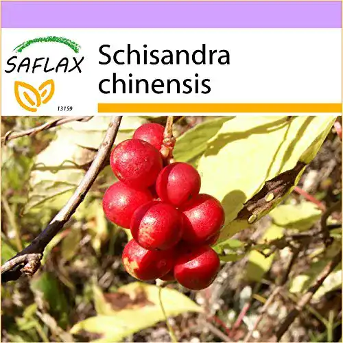 Beeren-Samen Saflax, Wu-Wei-Zi Beere, 15 Samen