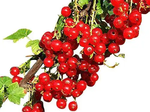 Beeren-Samen Samenchilishop, Johannisbeere 10 Samen