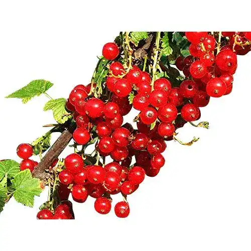 Beeren-Samen Samenchilishop, Johannisbeere 10 Samen