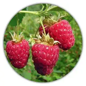 Beeren-Samen