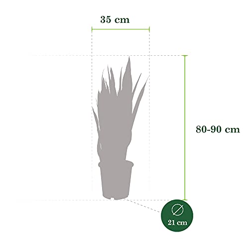 Bogenhanf BAKKER Sansevieria zeylanica, luftreinigend, 80-90cm