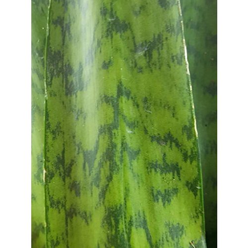 Bogenhanf Fangblatt Sansevieria zeylanica”Fächer”, Snake Plant