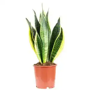 Bogenhanf FLOWERBOX, Sansevieria trifasciata Laurentii, ca. 45 cm