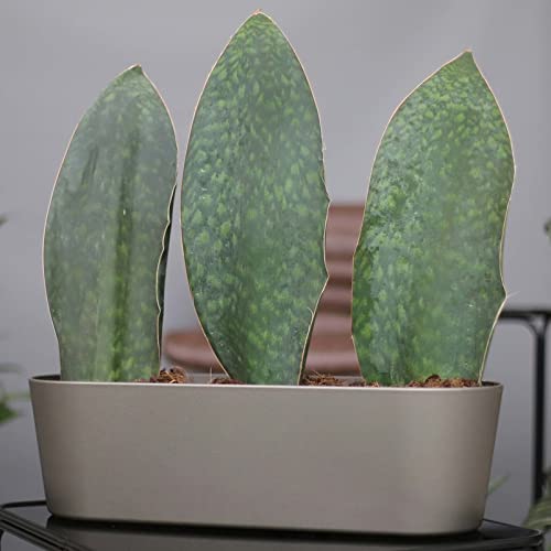 Bogenhanf Pflanzen Kölle, Sansevieria masoniana ‘Victoria’, 60 cm