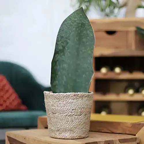 Bogenhanf Pflanzen Kölle, Sansevieria masoniana ‘Victoria’, 60 cm