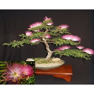 Bonsai-Samen Arvice seeds Seidenbaum Mimosa Bonsai Persisch