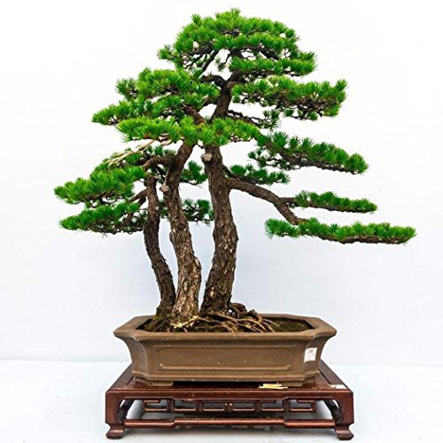 Die beste bonsai samen qenci 10 stuecke 20 stuecke kiefer samen japanisch Bestsleller kaufen