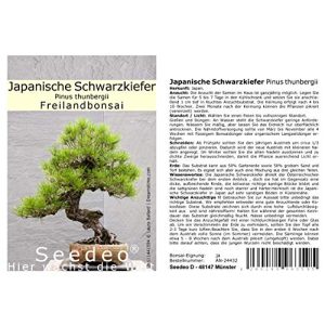 Bonsai-Samen Seedeo Japanische Schwarzkiefer, 30 Samen