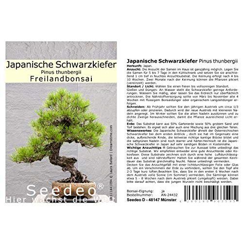 Die beste bonsai samen seedeo japanische schwarzkiefer 30 samen Bestsleller kaufen