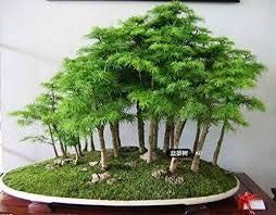 Die beste bonsai samen svi 30 wacholder bonsai baum samen Bestsleller kaufen