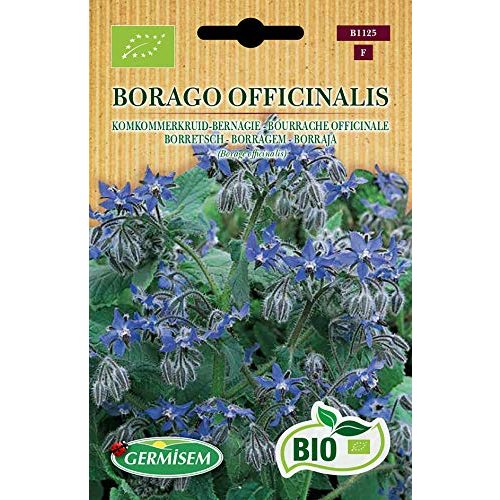 Die beste borretsch samen germisem borretsch borago officinalis 2 Bestsleller kaufen